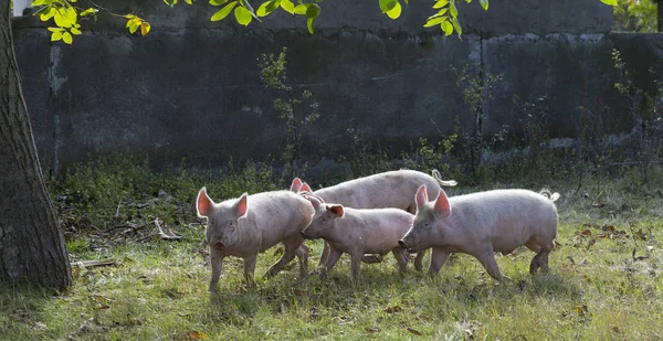 Porcos Domésticos Selvagens Alimentam Dos Dons Natureza Potenciais Vetores Vírus — Fotografia de Stock