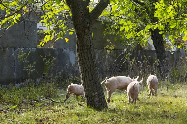 Порожні Домашні Свині Харчуються Дарами Природи Вірус Свинячої Гарячки Африці — стокове фото