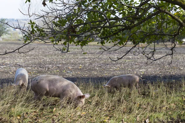 Feral domestic pigs feed on the gifts of nature. Potential vectors African swine fever virus.