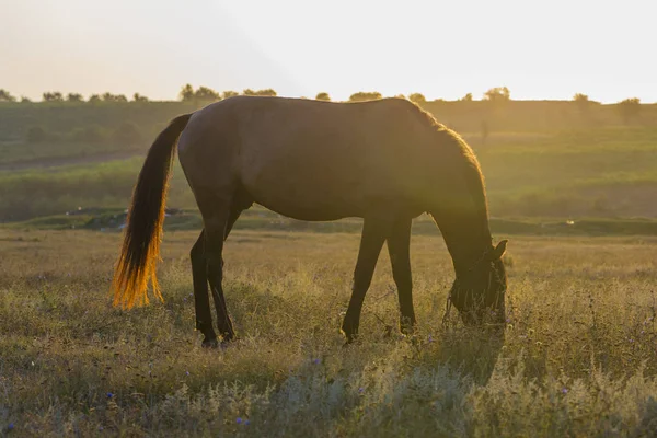 Bay Horse Grazes Meadow Background Dawn Sun — Stock Photo, Image