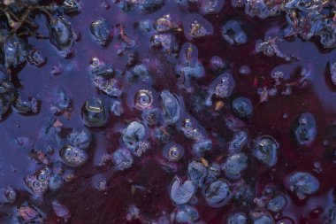 Şarap malzemesi, üzüm suyu - mutlaka, stum, maun. Moldova 'da şarap üretim teknolojisi. Şarap yapma geleneği. Eski üzüm işleme geleneği..