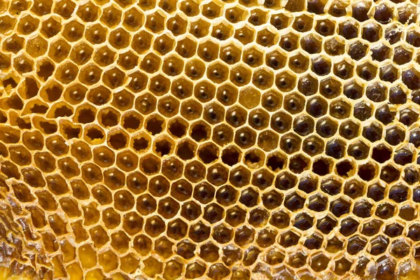 Včelařství Plástve Medem Dietní Terapeutický Přípravek — Stock fotografie