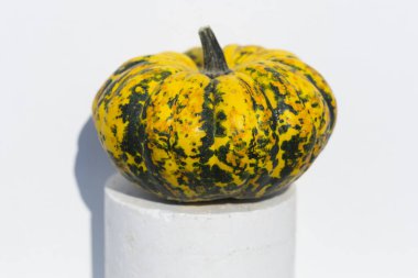 Dekoratif Balkabağı Karışık Tohumlar GON GDO 'suz beyaz arka planda. Cadılar Bayramı.