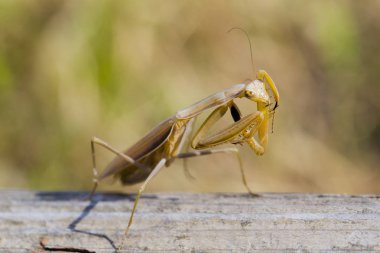 Dişi bir mantis. Yırtıcı böcek. Mimicry - Imago ve ahşap tahta kahverengi renk.