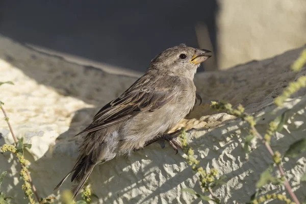 Ein Weiblicher Haussperling Sonnt Sich Der Morgensonne — Stockfoto