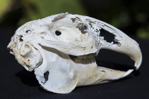 Cráneo Liebre Sobre Fondo Negro Roedor Lepus Timidus Los Huesos — Foto de Stock