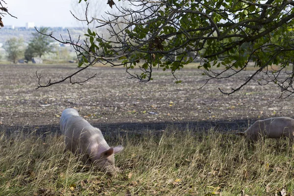 野生家猪以大自然的恩赐为食 非洲猪瘟病毒 — 图库照片