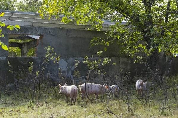 Porcos Domésticos Selvagens Alimentam Dos Dons Natureza Potenciais Vetores Vírus — Fotografia de Stock