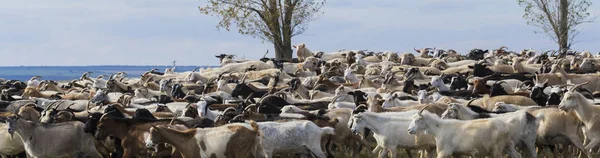 Una Manada Cabras Ovejas Los Animales Pastan Prado Pastos Europa — Foto de Stock