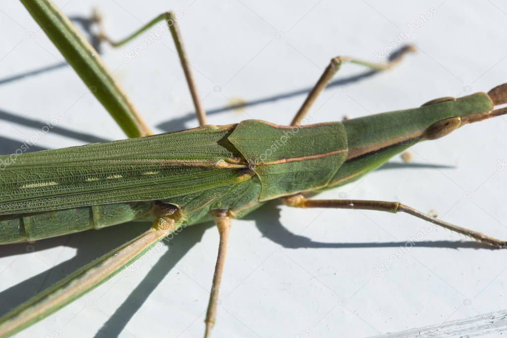 Silent Slant-Faced Grasshopper, Acrida cinerea, subfamily Acridinae, family Acrididae (the short-horned grasshoppers).
