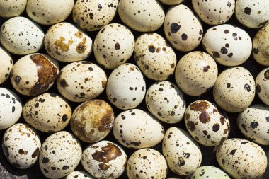 Bıldırcın yumurtası dünyanın birçok yerinde bir incelik olarak kabul edilir.