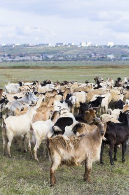 Keçi ve koyun sürüsü. Hayvanlar çayırda otlar. Avrupa 'nın otlakları.