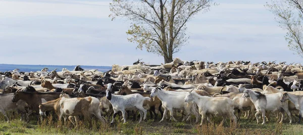 Una Manada Cabras Ovejas Los Animales Pastan Prado Pastos Europa — Foto de Stock