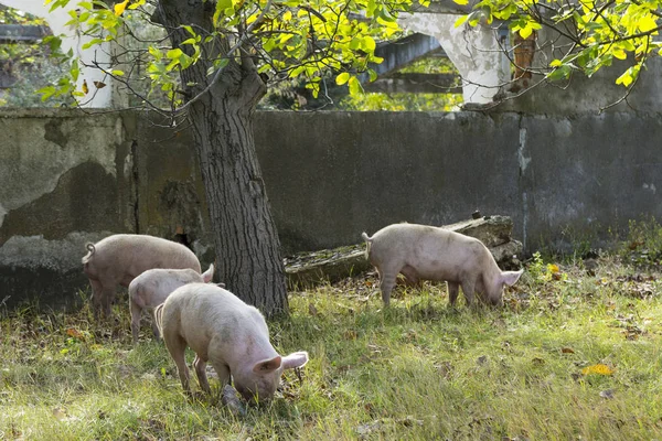 Feral domestic pigs feed on the gifts of nature. Potential vectors African swine fever virus.