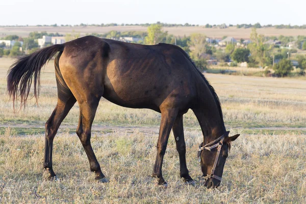 Mare Pasture Grazing Horse — Stock Photo, Image