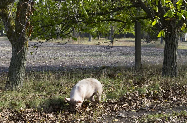 Feral domestic pigs feed on the gifts of nature. Potential vectors African swine fever virus.