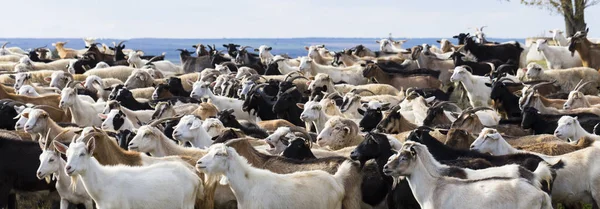 Una Manada Cabras Ovejas Los Animales Pastan Prado Pastos Europa — Foto de Stock