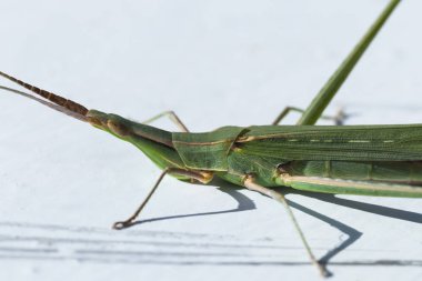 Sessiz Eğimli Yüzlü Çekirge, Acrida cinerea, alt familya Acridinae, acrididae (kısa boynuzlu çekirge).