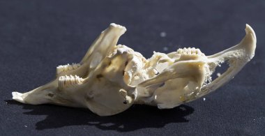 Siyah arka planda bir tavşan kafatası. Kemirgen - (Lepus timidus) Hayvanın kafasının kemikleri..