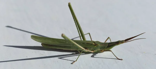 Silent Slant Faced Grasshopper Acrida Cinerea Subfamily Acridinae Family Acrididae — Stock Photo, Image