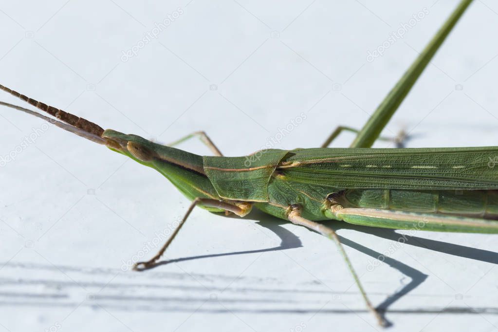 Silent Slant-Faced Grasshopper, Acrida cinerea, subfamily Acridinae, family Acrididae (the short-horned grasshoppers).
