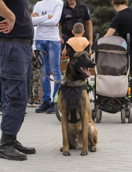 Çalışan bir köpek gösterisinde bir polis köpeği ve eğitmeni. Malinois köpeği.