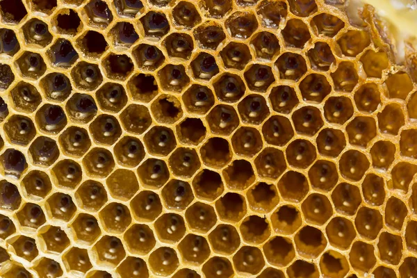Včelařství Plástve Medem Dietní Terapeutický Přípravek — Stock fotografie