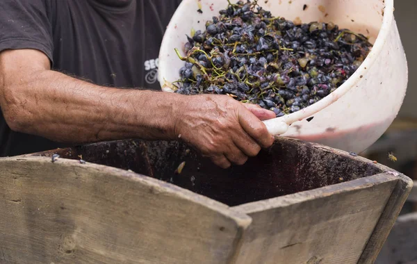 Șlefuirea Strugurilor Într Storcător Special Recolta Acasă Tehnologia Producției Vin — Fotografie, imagine de stoc