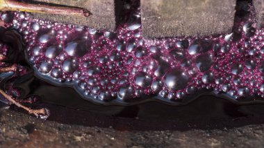 Şarap yapımı. Moldova 'da şarap üretim teknolojisi. Üzüm işlemenin eski halk geleneği. Sıkıştırıcı şarabı bastırmak için kullanılır..