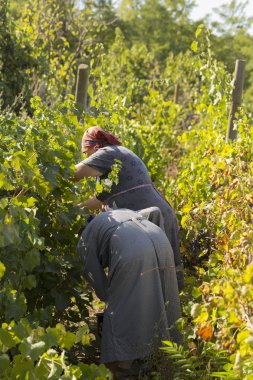 Kadınlar üzüm toplar. Hasat eve. Şarap yapımı. Şarap üretim teknolojisi. Şarap yapma halk geleneği. Moldova'da şarap üretimi.