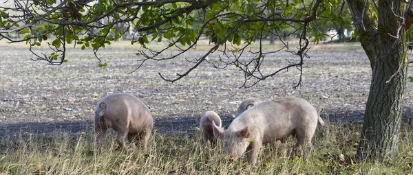 Los Cerdos Domésticos Feriales Alimentan Los Dones Naturaleza Vectores Potenciales — Foto de Stock