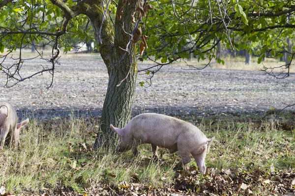 Los Cerdos Domésticos Feriales Alimentan Los Dones Naturaleza Vectores Potenciales —  Fotos de Stock