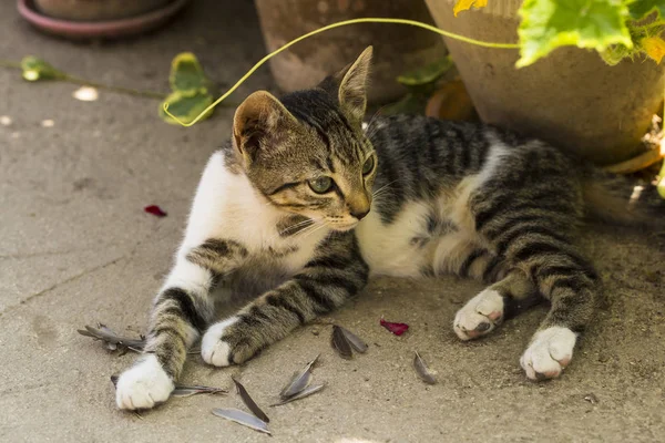 A kitten and a sparrow. Pet kills birds and eats them. The kitty is a predator. The young hunter. The world of cats.