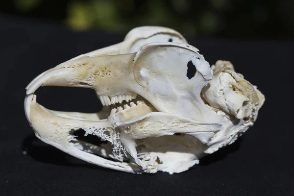 Cráneo Liebre Sobre Fondo Negro Roedor Lepus Timidus Los Huesos — Foto de Stock