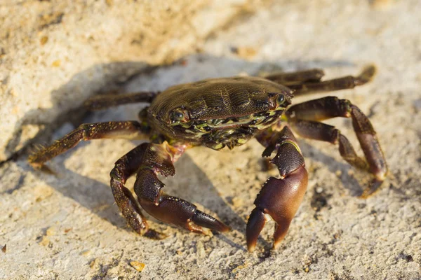 马尾蟹 Pachygrapsus Marmoratus 是一种物种蟹 有时被称为大理石蟹或大理石蟹 螃蟹在石头里 — 图库照片