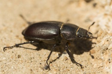 Lucanus cervus, kedigiller (Lucanidae) familyasından bir kuş türü. Imago, dişi bir böcek..