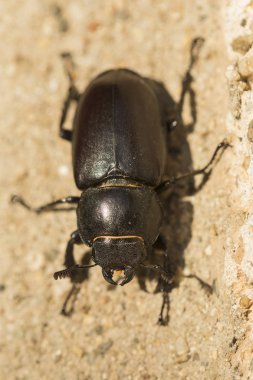 Lucanus cervus, kedigiller (Lucanidae) familyasından bir kuş türü. Imago, dişi bir böcek..