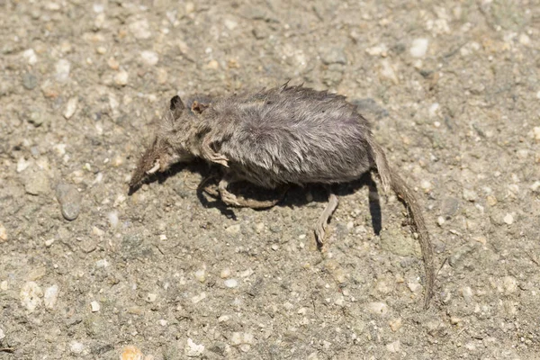 Gewone Spitsmuis Sorex Araneus Ook Wel Euraziatische Spitsmuis Genoemd Dood — Stockfoto