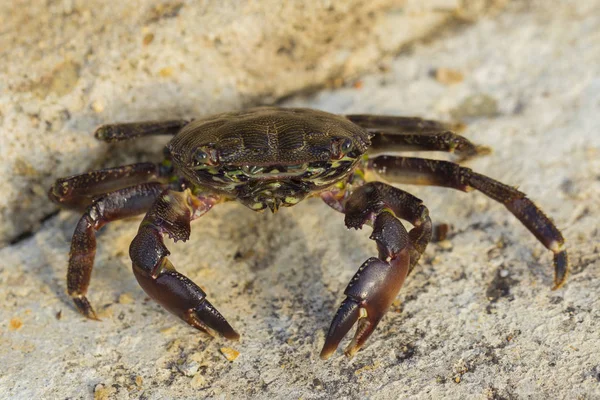 Pachygrapsus Marmoratus Een Krabbensoort Uit Familie Van Marmerkrab Marmerkrab Zwarte — Stockfoto