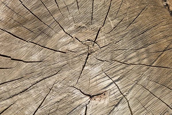 古い木の死 切り株の木の質感 切りログ End Dry Creked Wood — ストック写真