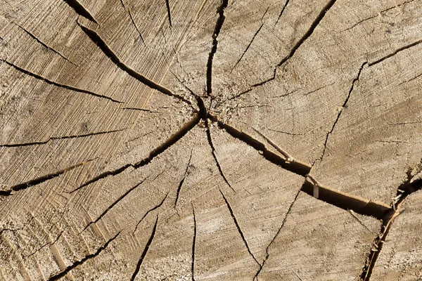 古い木の死 切り株の木の質感 切りログ End Dry Creked Wood — ストック写真