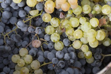 Şarap yapımı. Hayvanat bahçesi. Bir sepet beyaz ve siyah üzüm. Evi hasat et.