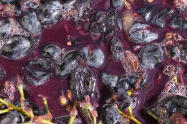 Şarap malzemesi, üzüm suyu - mutlaka, stum, maun. Moldova 'da şarap üretim teknolojisi. Şarap yapma geleneği. Eski üzüm işleme geleneği..