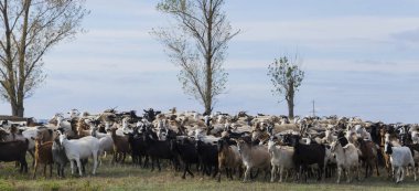 Keçi ve koyun sürüsü. Hayvanlar çayırda otlar. Avrupa 'nın otlakları.
