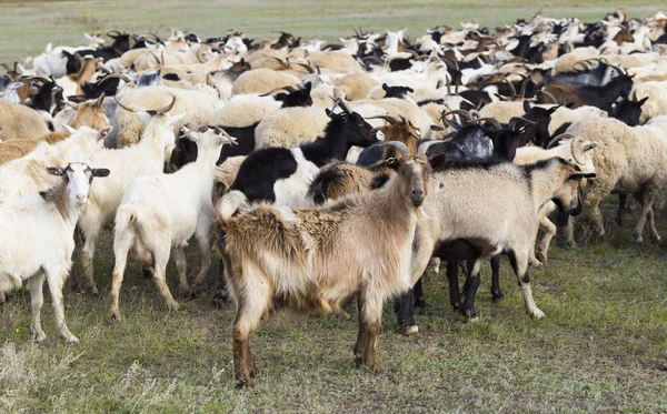 Una Manada Cabras Ovejas Los Animales Pastan Prado Pastos Europa — Foto de Stock