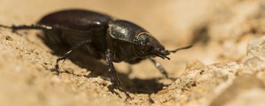 Lucanus cervus, kedigiller (Lucanidae) familyasından bir kuş türü. Imago, dişi bir böcek..