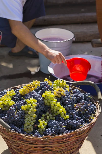 Şarap Yapımı Şarap Imalatçısı Işte Moldova Şarap Üretim Teknolojisi Üzüm — Stok fotoğraf