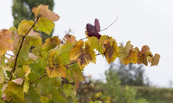 Weinherstellung Weinbau Nassen Rebenzweig Herbst Auf Verschwommenem Hintergrund Weinberg Mit — Stockfoto