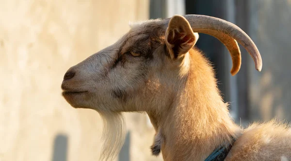 Retrato Uma Cabra Animal Com Chifres Criação Cabras Criação Gado — Fotografia de Stock