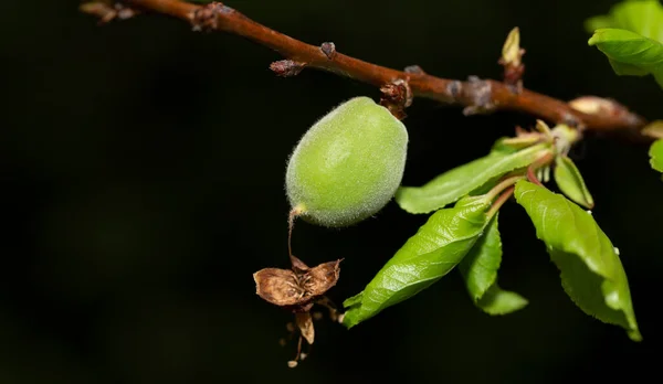 Damasco Noite Sobre Fundo Preto Ovário Damasco Frutas Desenvolvimento Frutos — Fotografia de Stock